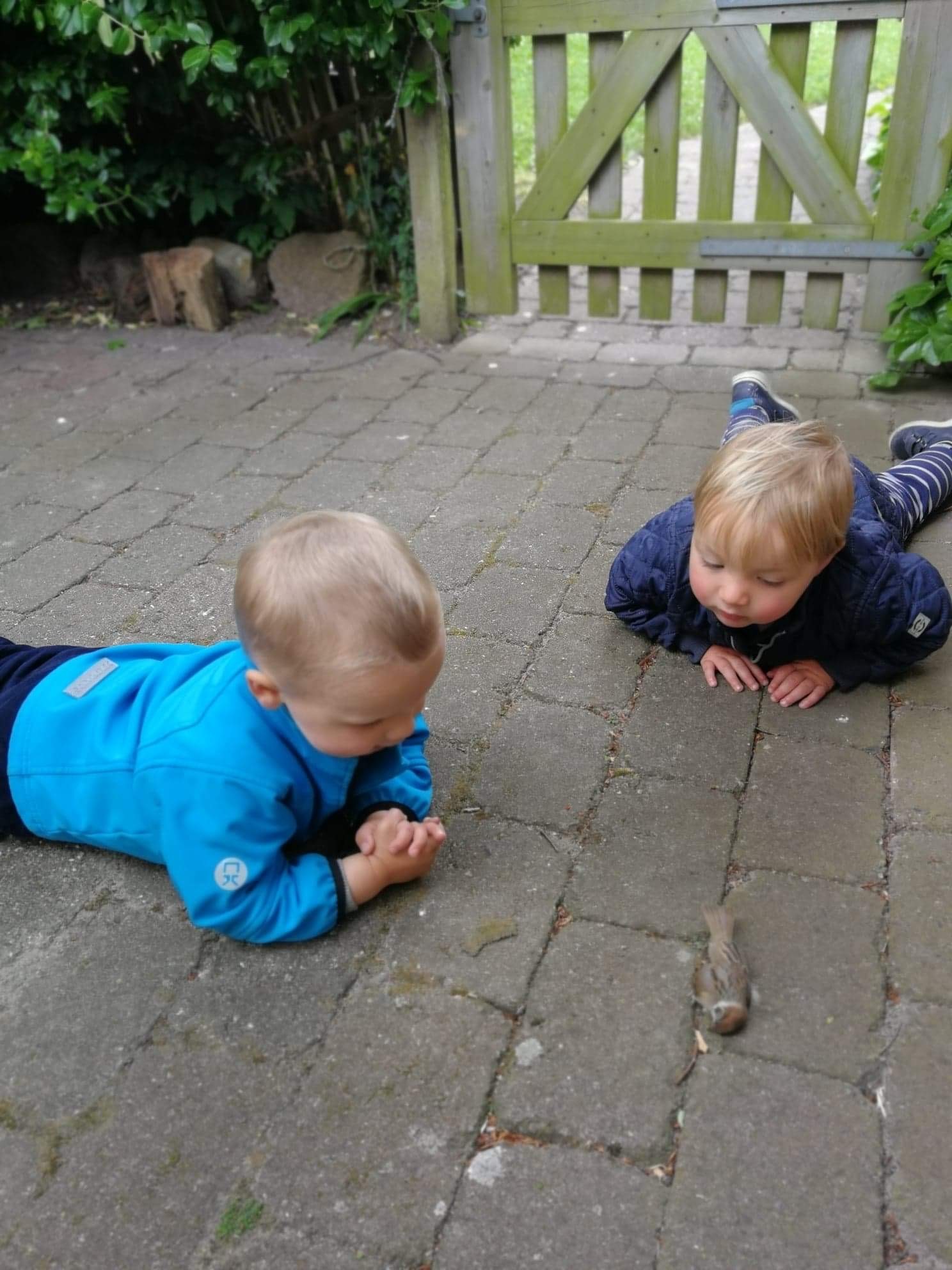 2 drenge kigger på en død gråspurv.