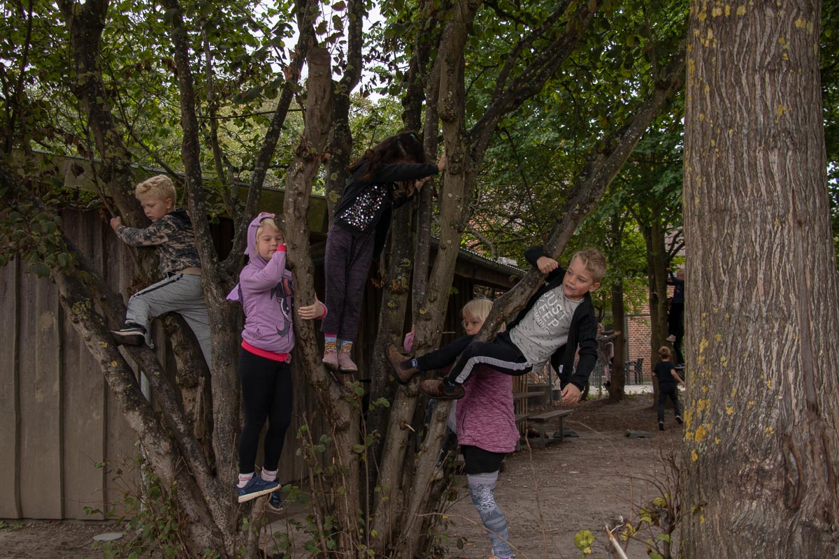 Børn klatrer i træer på legepladsen