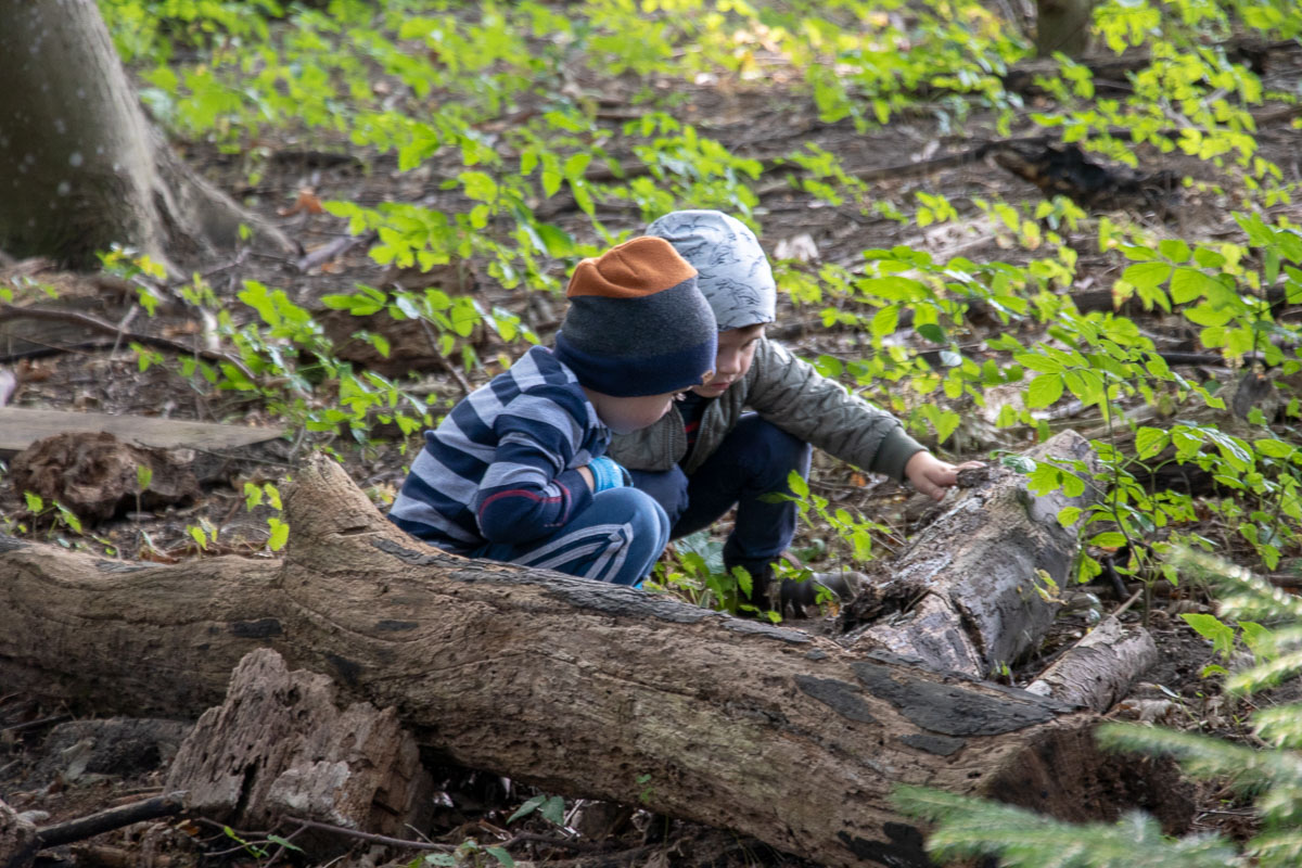 Børnene kigger på naturen i skovbørnehaven, her undersøges en stub.
