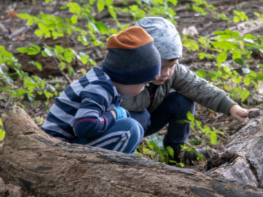 Børnene kigger på naturen i skovbørnehaven, her undersøges en stub.